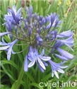 Afrički ljiljan-lat.agapanthus africanus 