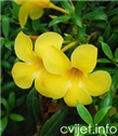 Zlatna trubica – lat. Allamanda (cathartica)