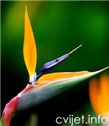 Rajska ptica - strelitzia reginae 