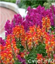 Zijevalica - antirrhinum majus