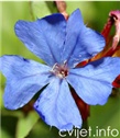 Plavuljak - Ceratostigma plumbaginoides