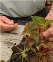 Presađivanje lisnih begonia