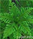 Sobna jela, Araukarija – lat. Araucaria heterophylla - excelsa