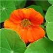 Dragoljub – lat. Tropaeolum hybriden