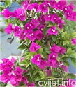 Biljka Bougainvillea - bugenvilija