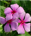 Vinka - catharanthus roseus