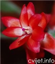 Božićni kaktus - lat.epiphyllum truncatum 