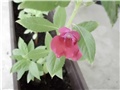 balzamina5