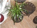 Dracena