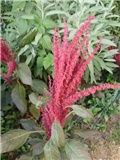 ščir -amaranthus