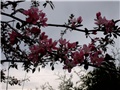  japanska jabuka1