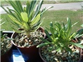 pachypodium abongense