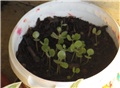 Kalanhoa Daigremontiana