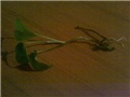 monstera