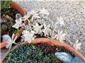 graptopetalum paraguayense