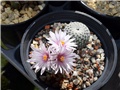 Turbinicarpus pseudopectinatus