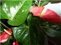 anthurium