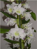 orhideja dendrobium nobile