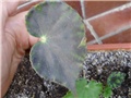 begonia