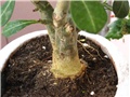 adenium