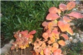 cotinus