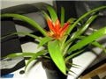 Guzmania (Bromelija)