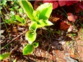 hosta