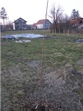 Vinograd :)