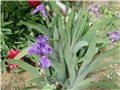 Ljubičasti iris