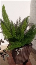 asparagus meyeri