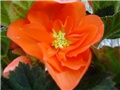 begonia