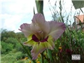 gladiola