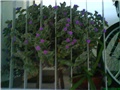 Tradescantia Sillamontana 