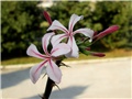 Pachypodium succulentum