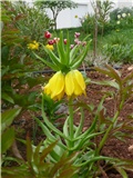 kockavica
