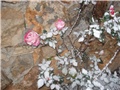 ruže u snijegu