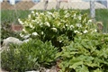 kukurijek helleborus