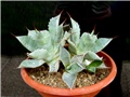 Agave potatorum