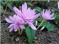 Mrazovac - Colchicum 