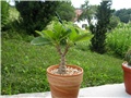 Pachypodium baronii  ssp windsorii