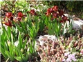 Iris barbata nana 
