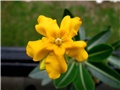 pachypodium horombense