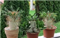 Pachypodium  densiflorum namaquanum
