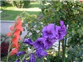 gladiole
