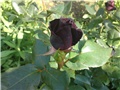 Black Baccara