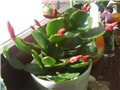 Uskrsni (ljetni) kaktus, epiphyllum, crveni cvijet