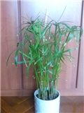 Vodena palma - Cyperus