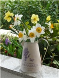 narcis vaza