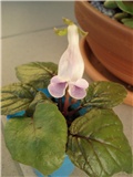 sinningia eumorpha