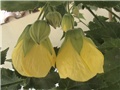 Abutilon